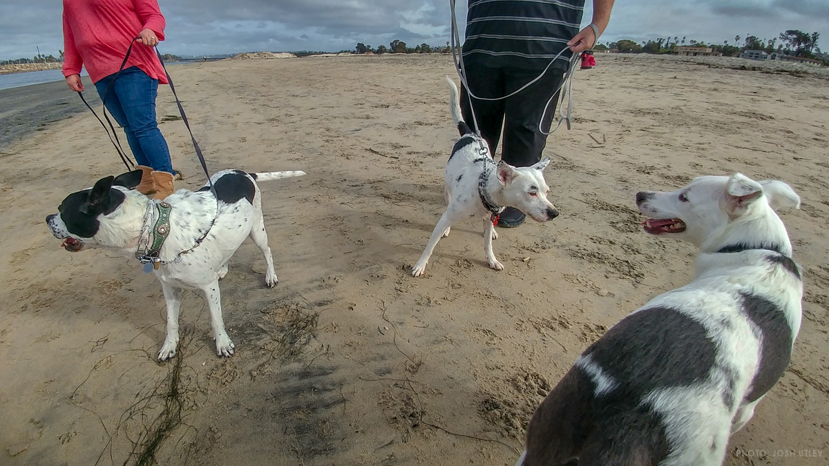Doppelganger at Dog Beach