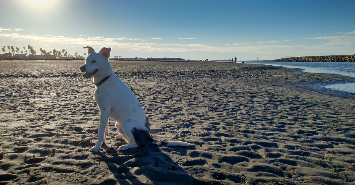 Archie the unofficial Dog Beach mascot