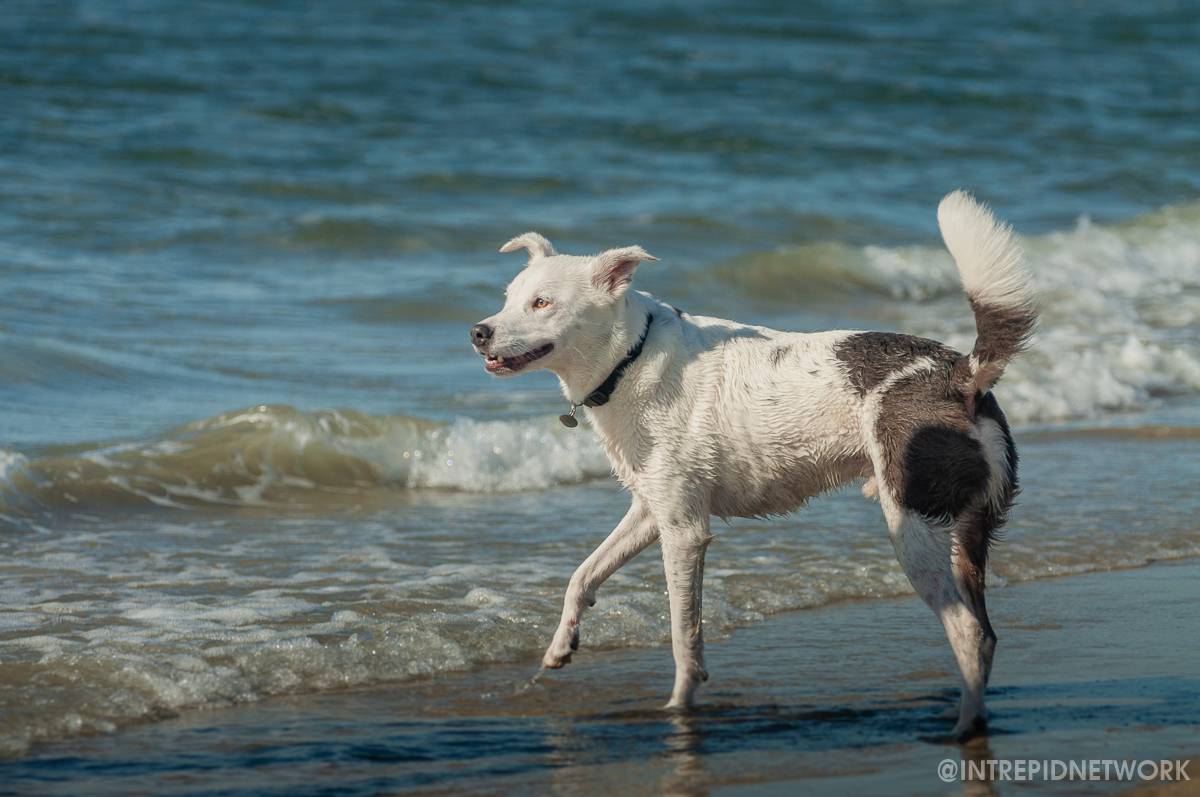 Archie at Dog Beach