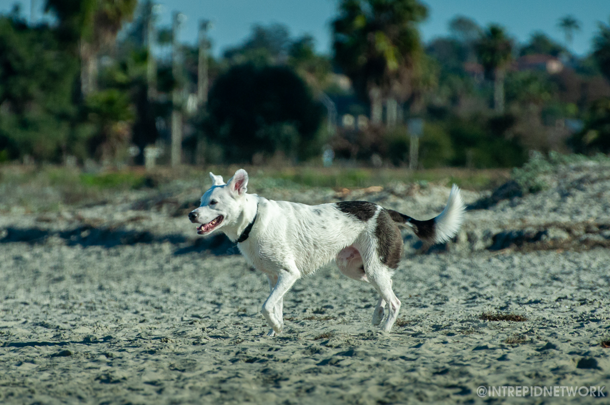 Archie at Dog Beach