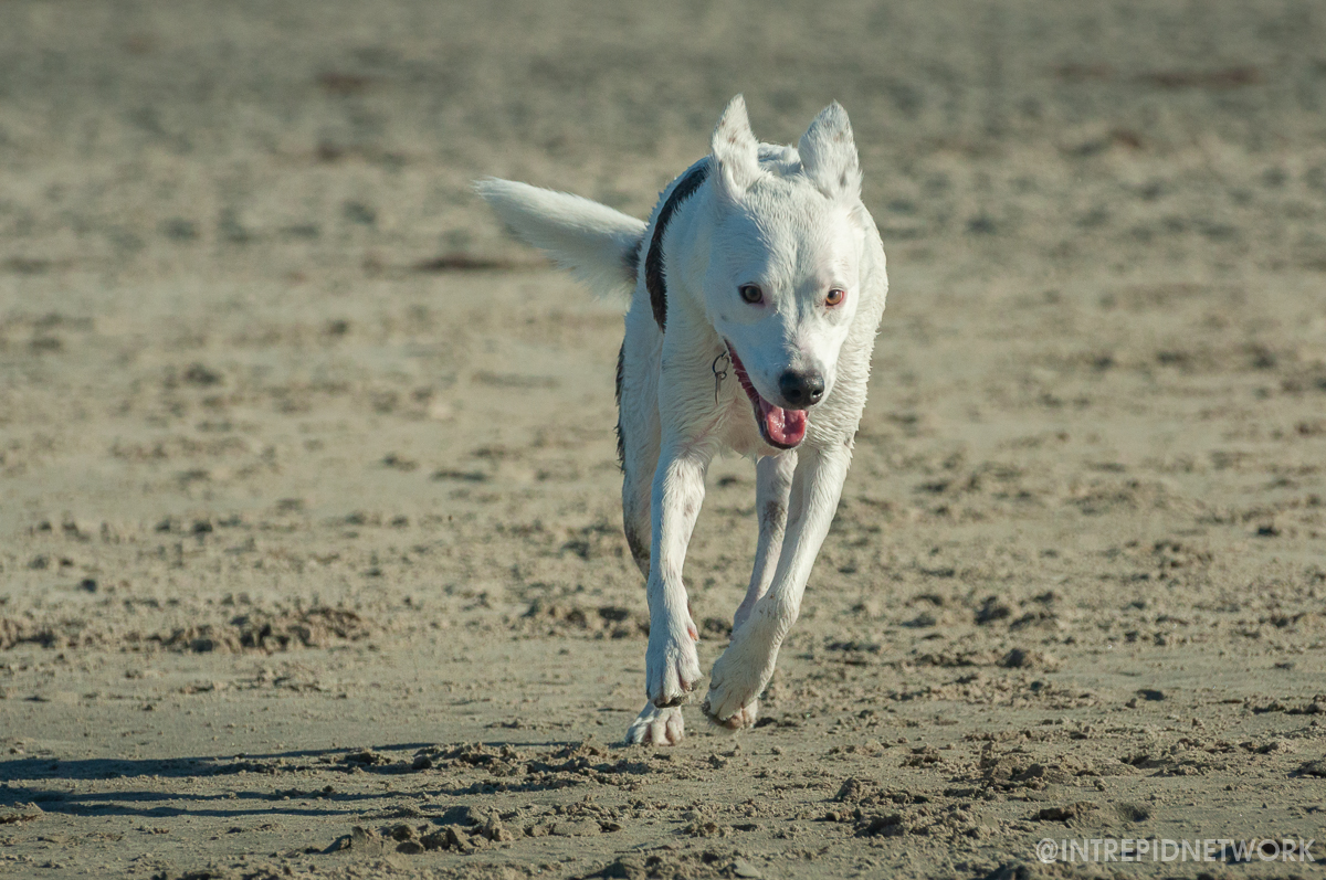 Archie at Dog Beach