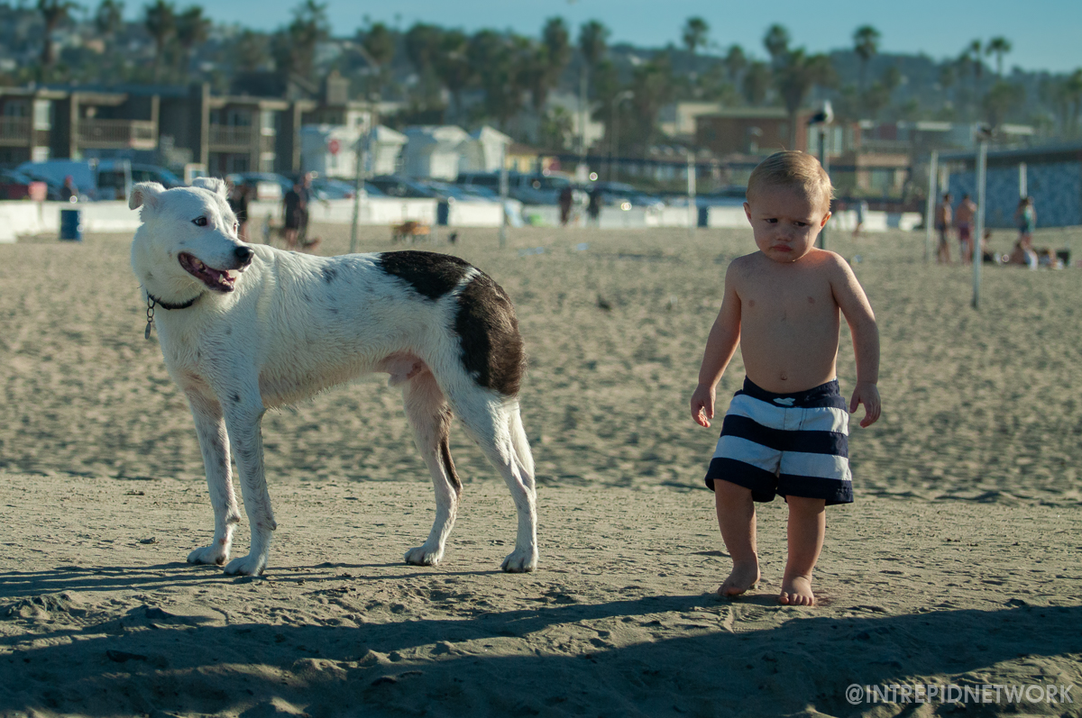 Archie at Dog Beach