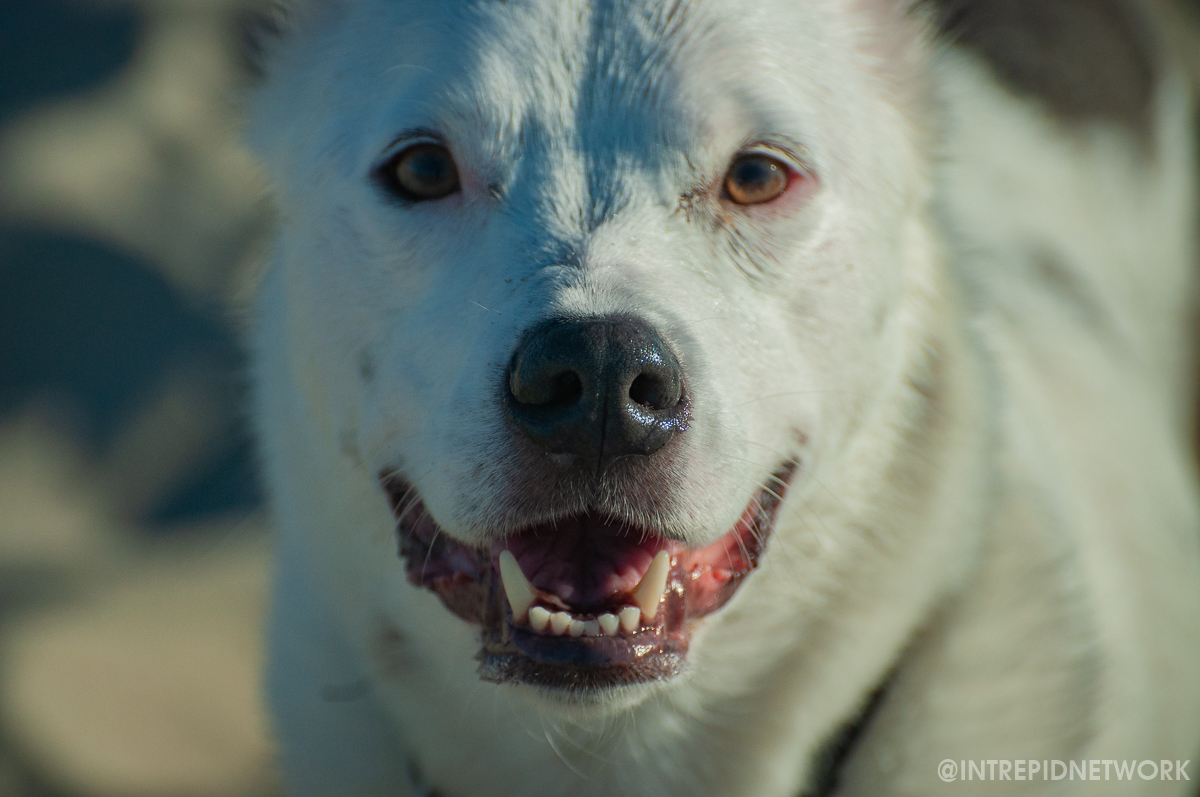 Archie at Dog Beach