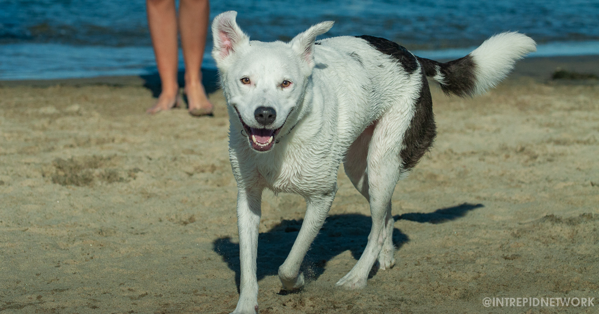 Archie at Dog Beach