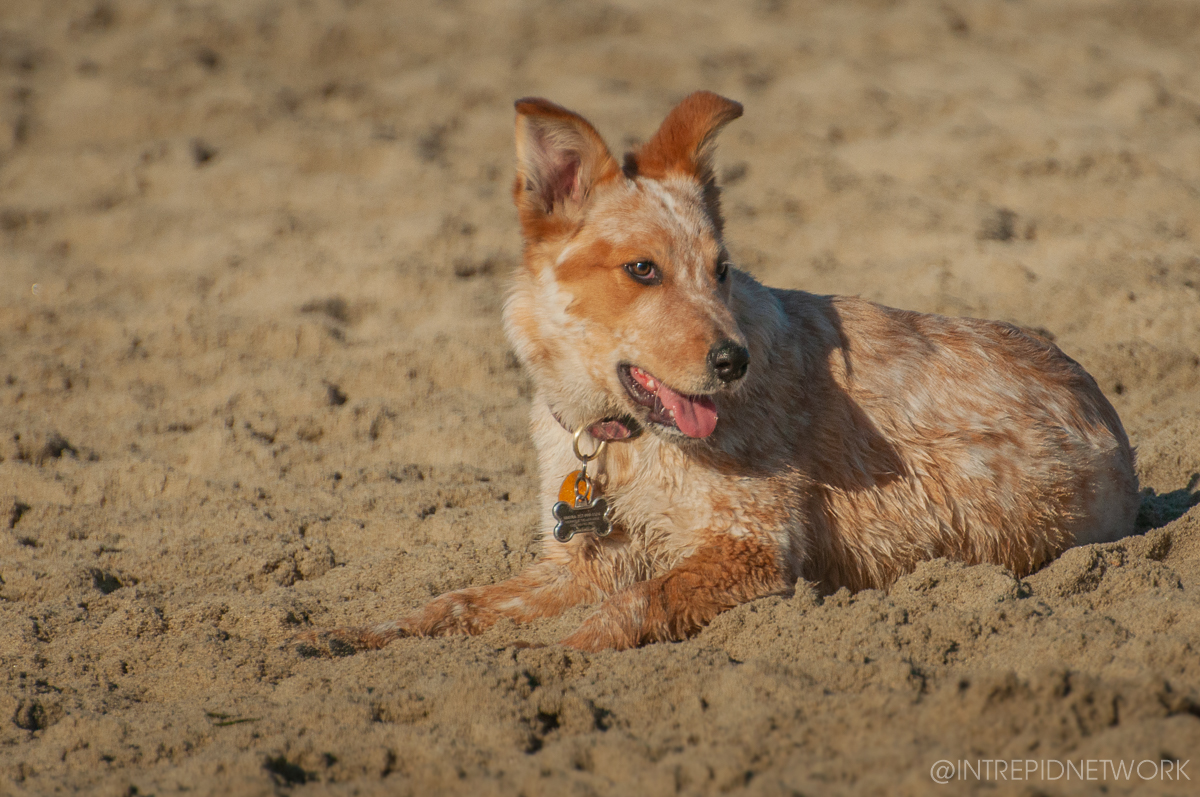 Pet's of Dog Beach San Diego