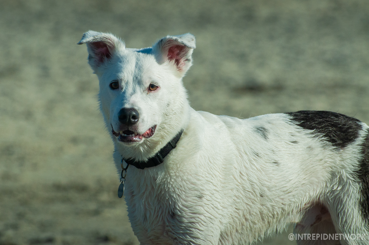 Archie at Dog Beach