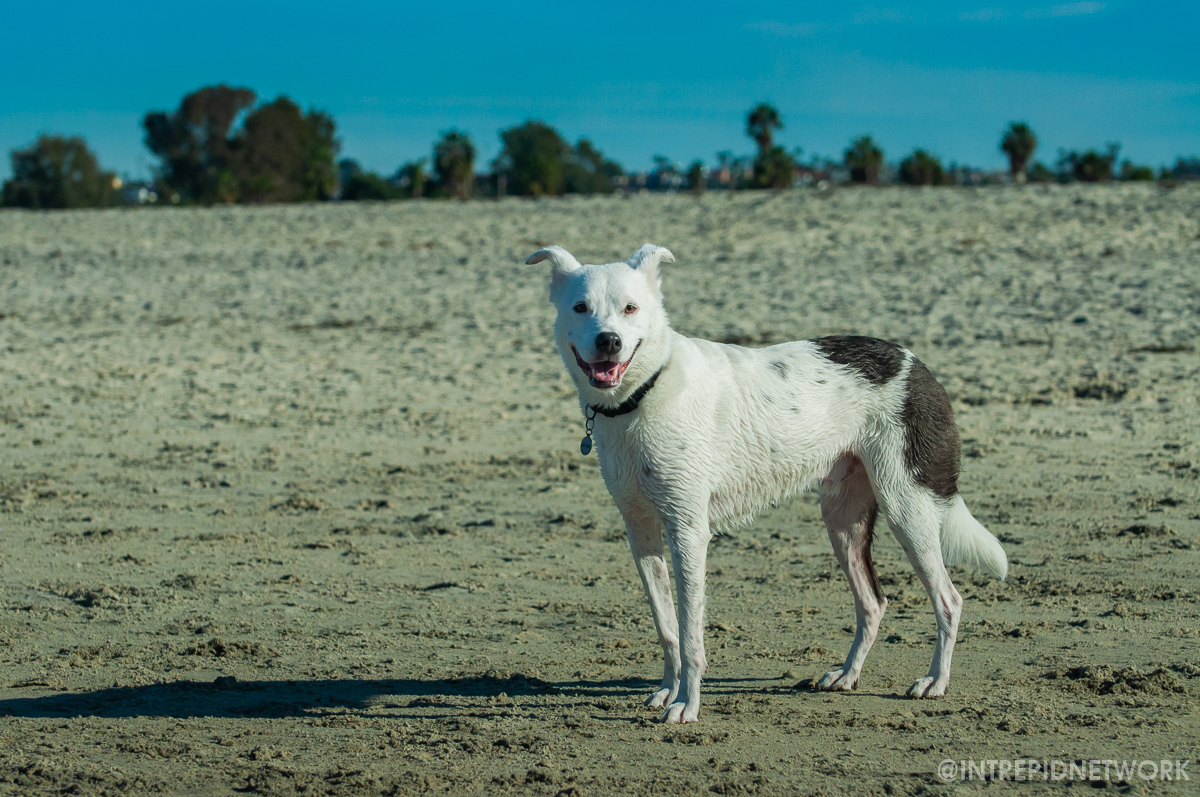 Archie at Dog Beach
