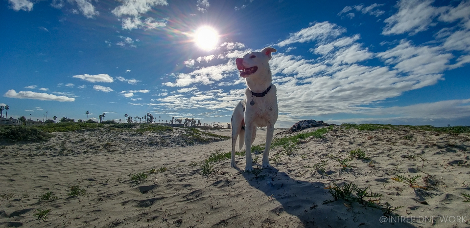 The Original Dog Beach