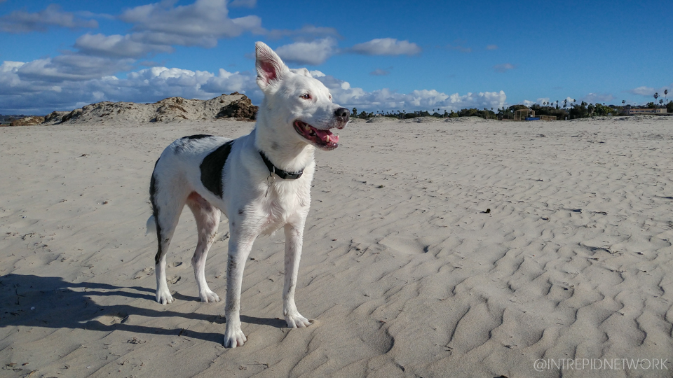 The Original Dog Beach