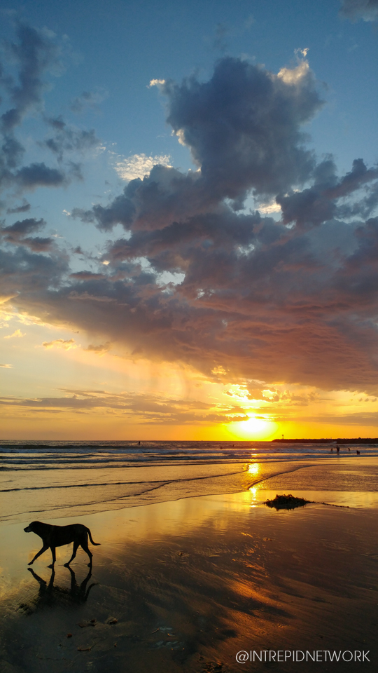 Dog Beach Sunset