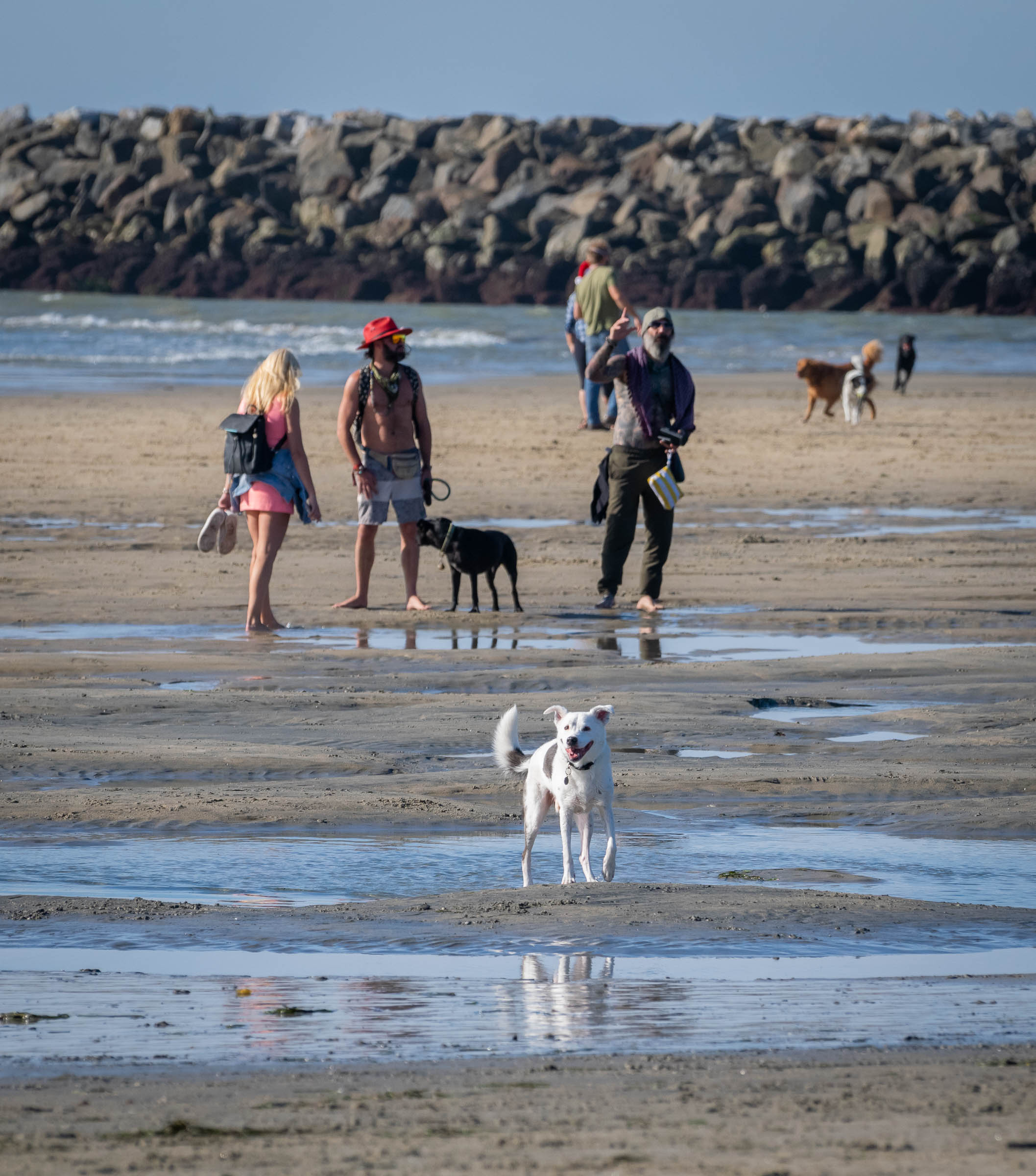Dog Beach Holidays