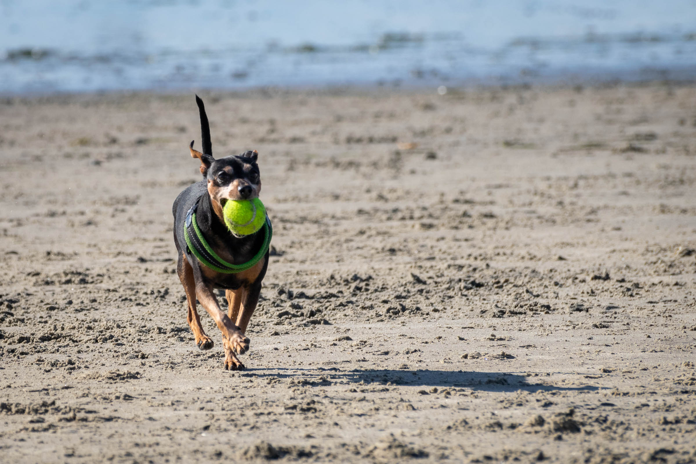 Dog Beach Holidays