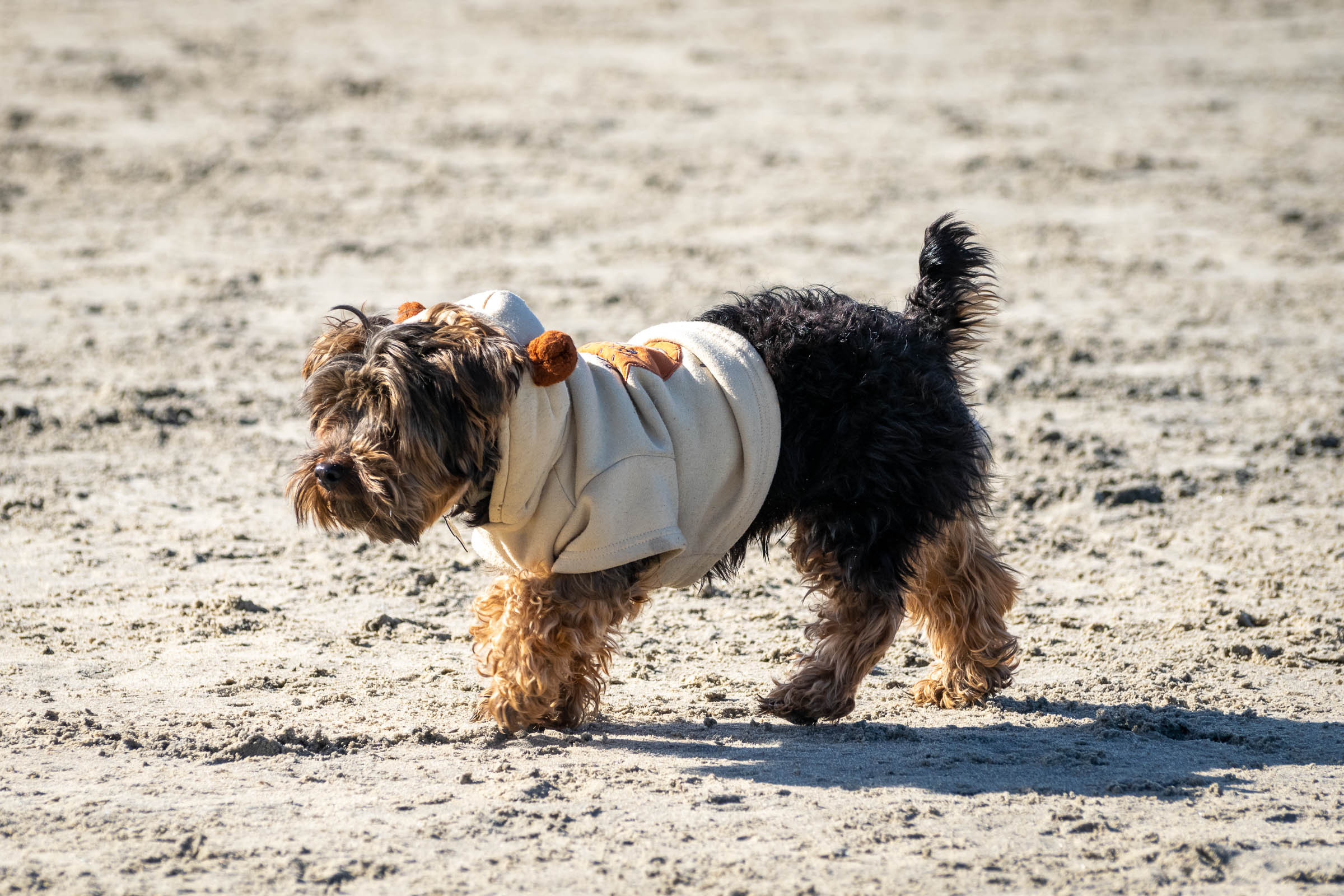 Dog Beach Holidays