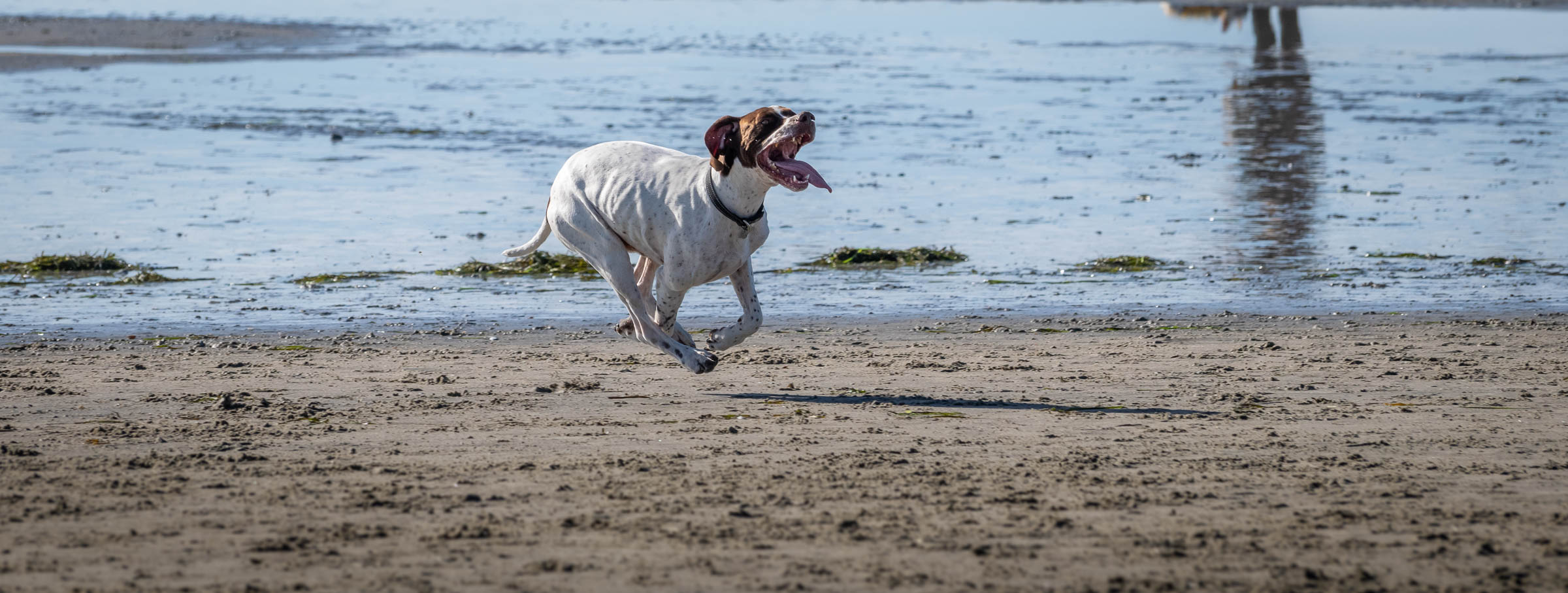 Dog Beach Holidays