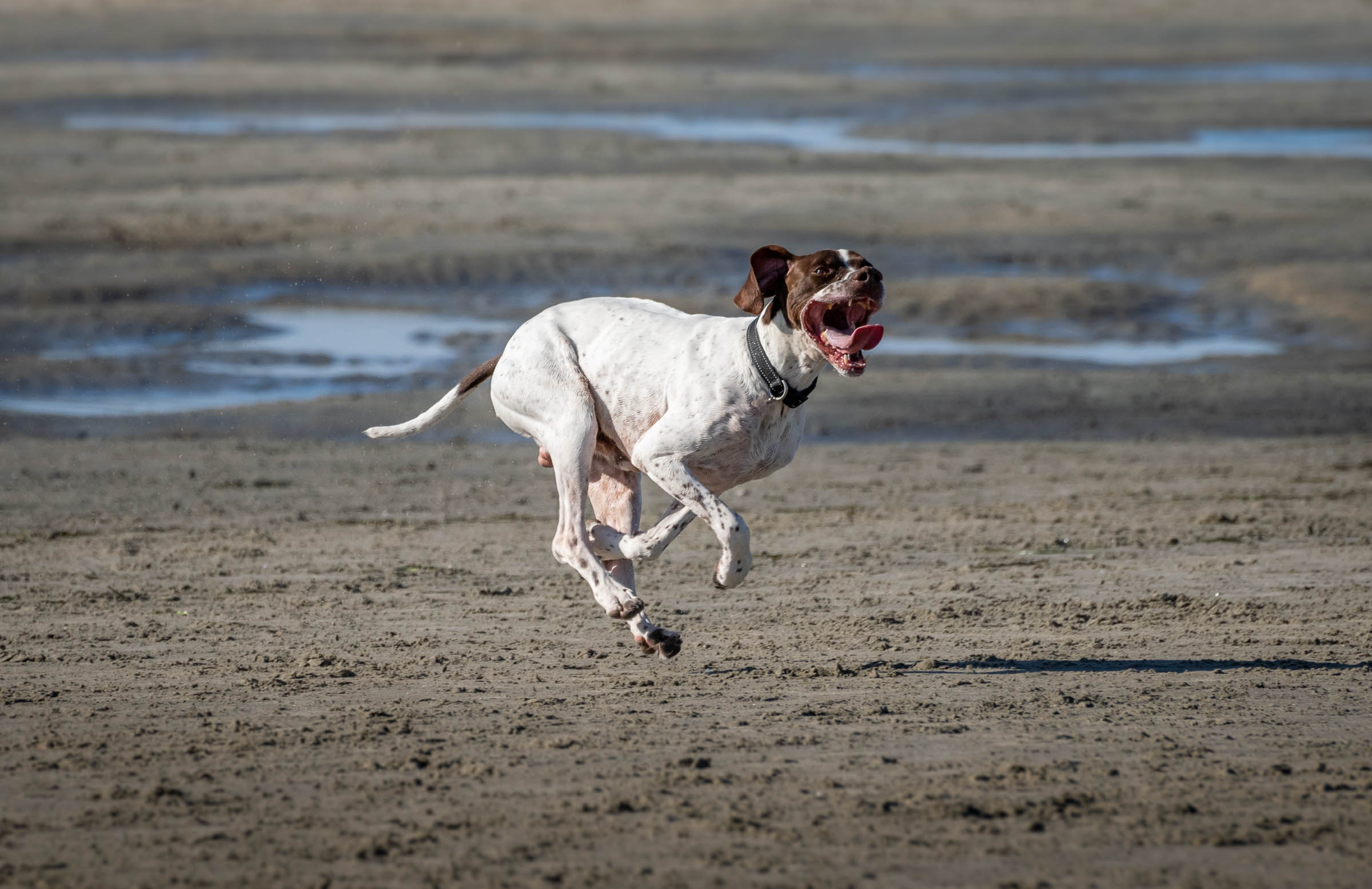 Dog Beach Holidays
