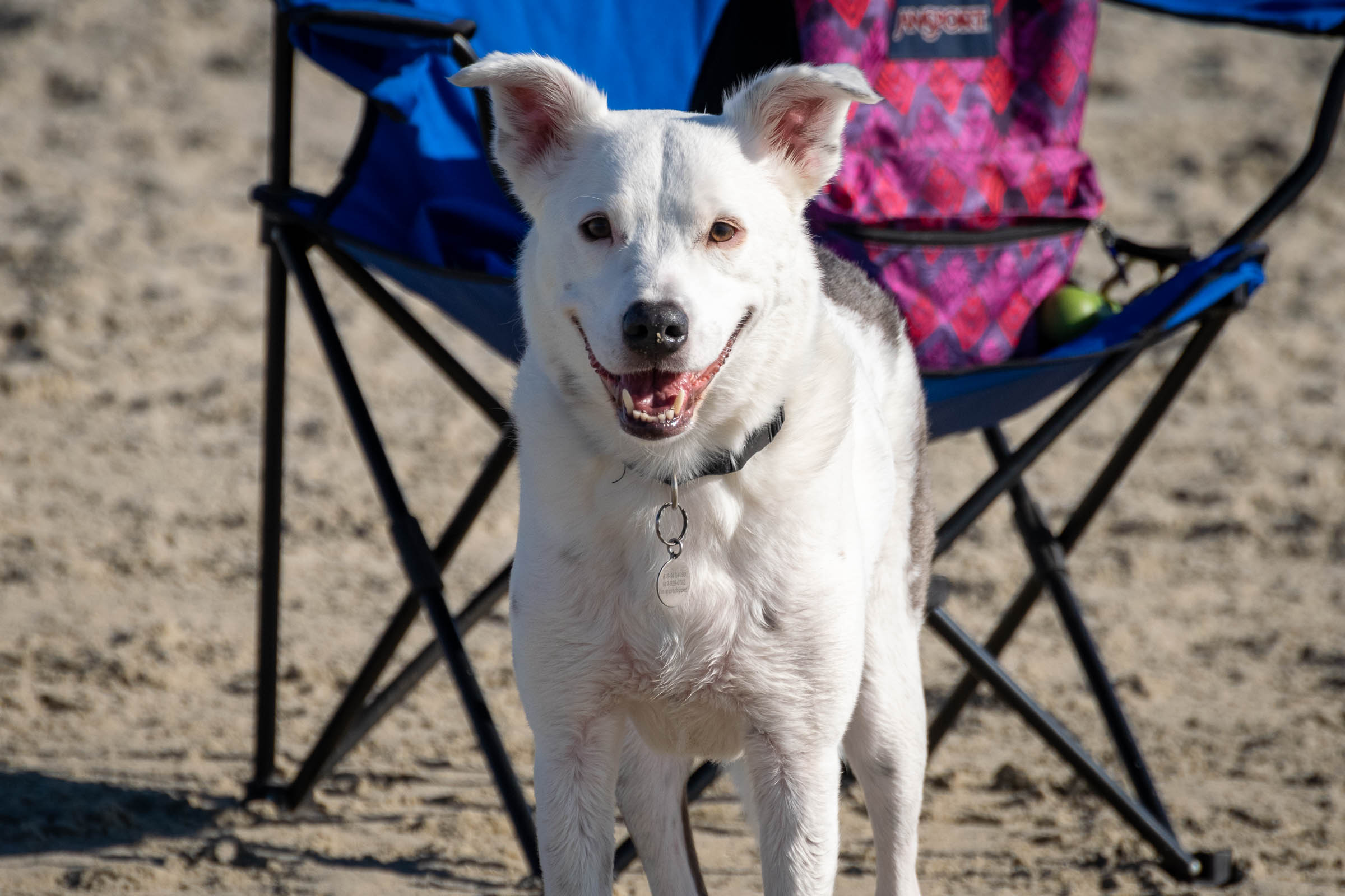 Dog Beach Holidays
