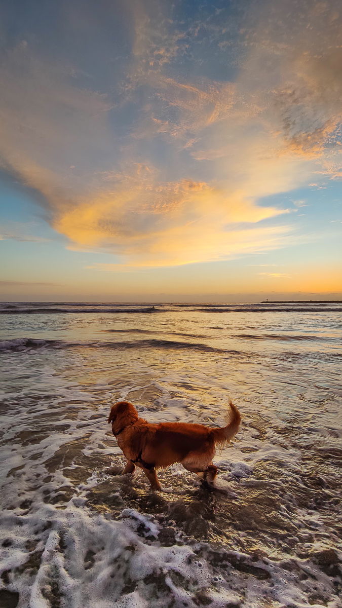Dog Beach Summer Sunsets