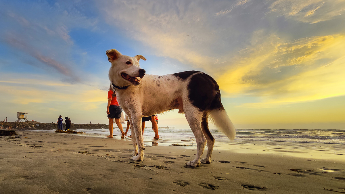 Dog Beach Summer Sunsets