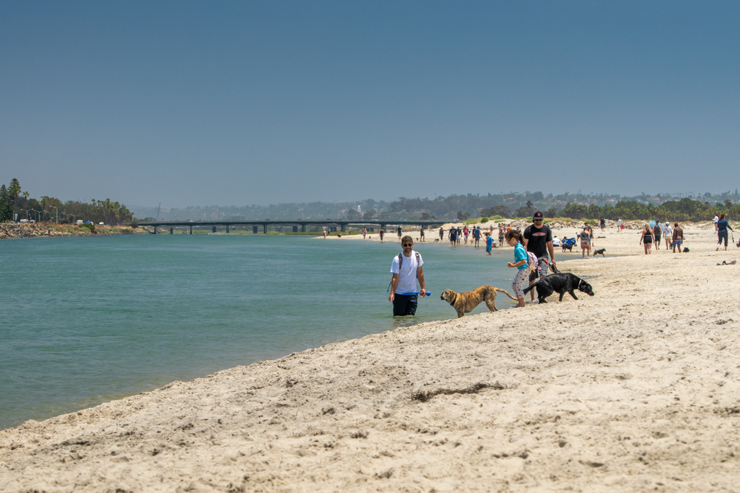 Dog Gone to the Beach Dog Gone to the Beach