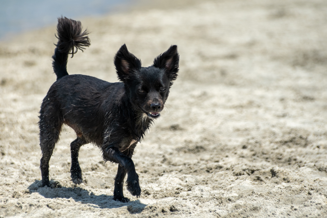 Dog Gone to the Beach Dog Gone to the Beach
