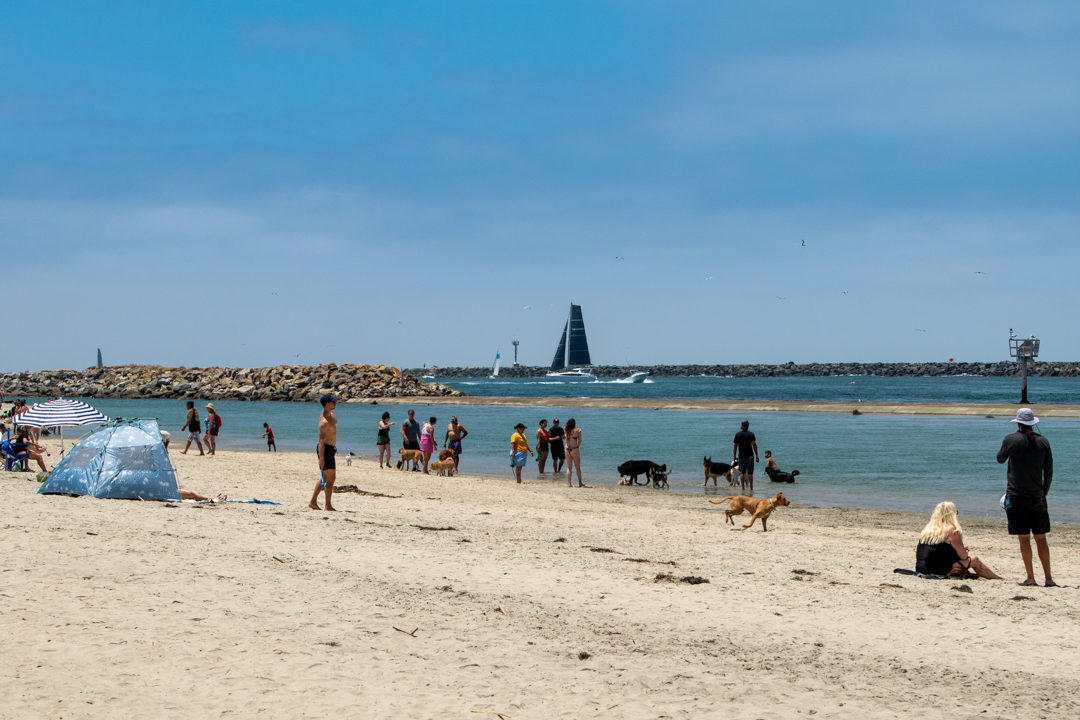 Dog Gone to the Beach Dog Gone to the Beach