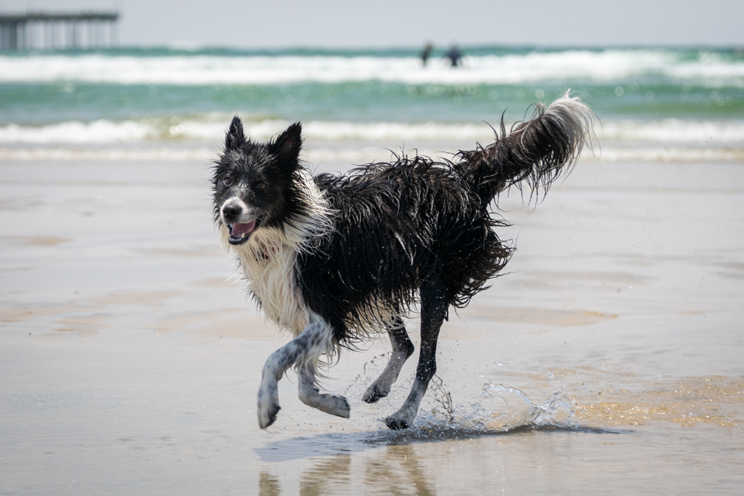 Dog Gone to the Beach Dog Gone to the Beach