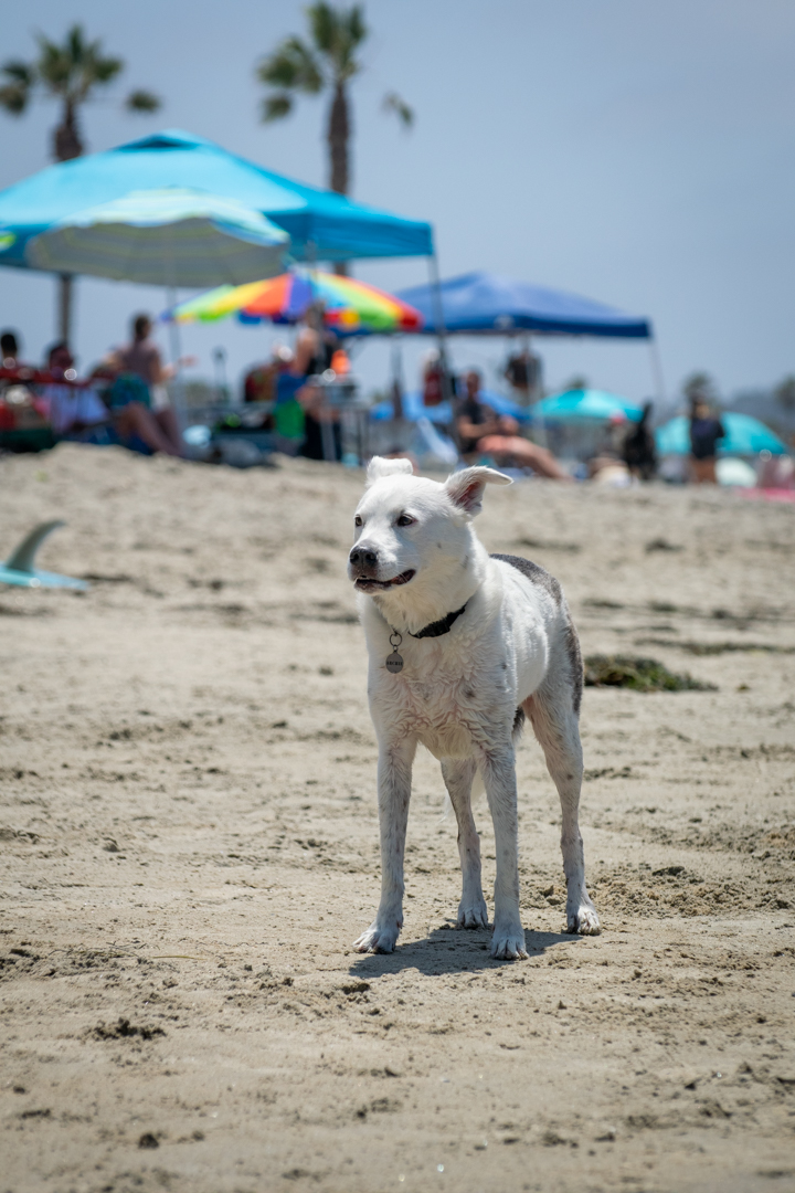 Dog Gone to the Beach Dog Gone to the Beach