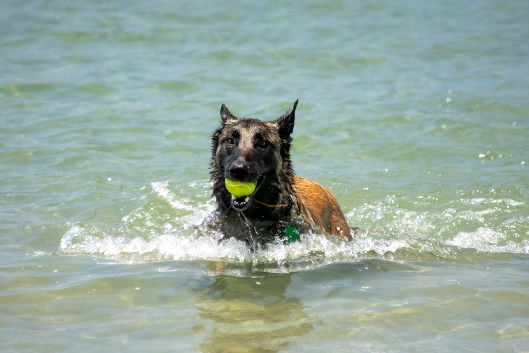 Dog Gone to the Beach Dog Gone to the Beach