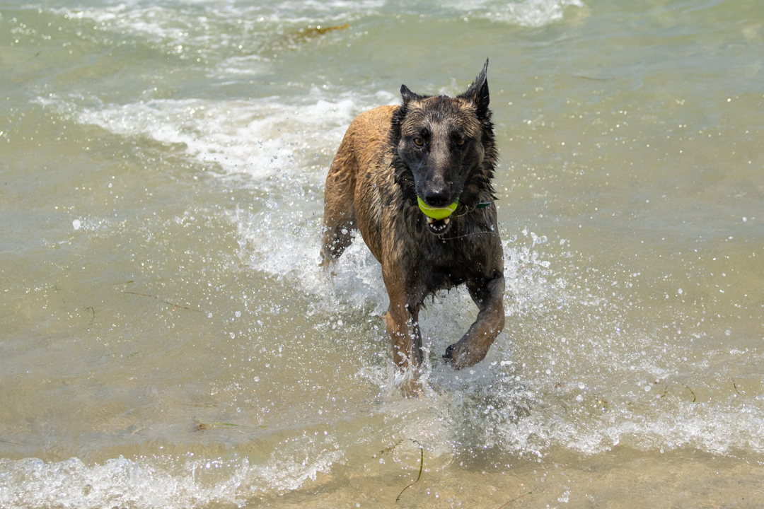 Dog Gone to the Beach Dog Gone to the Beach