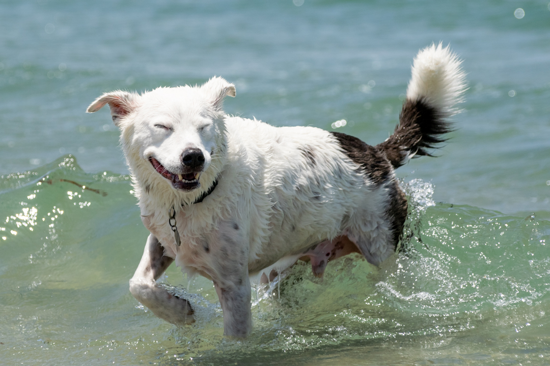 Dog Gone to the Beach Dog Gone to the Beach