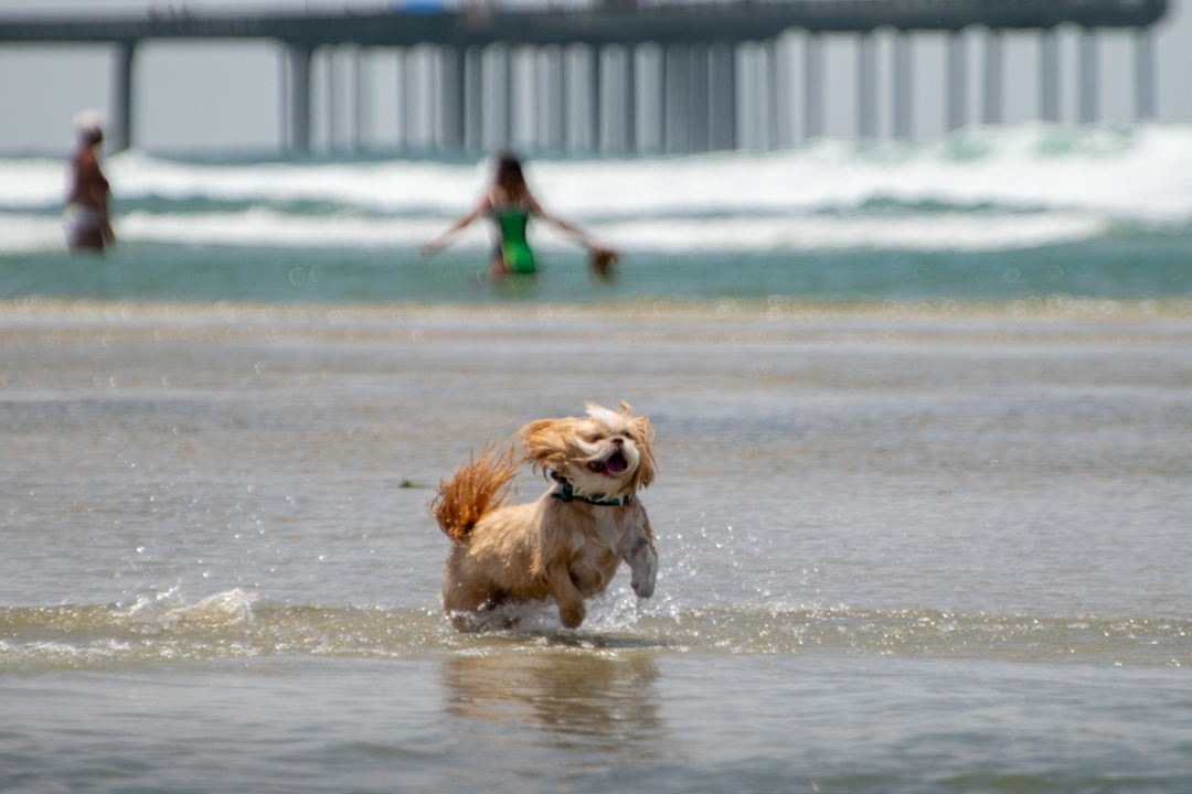 Dog Gone to the Beach Dog Gone to the Beach