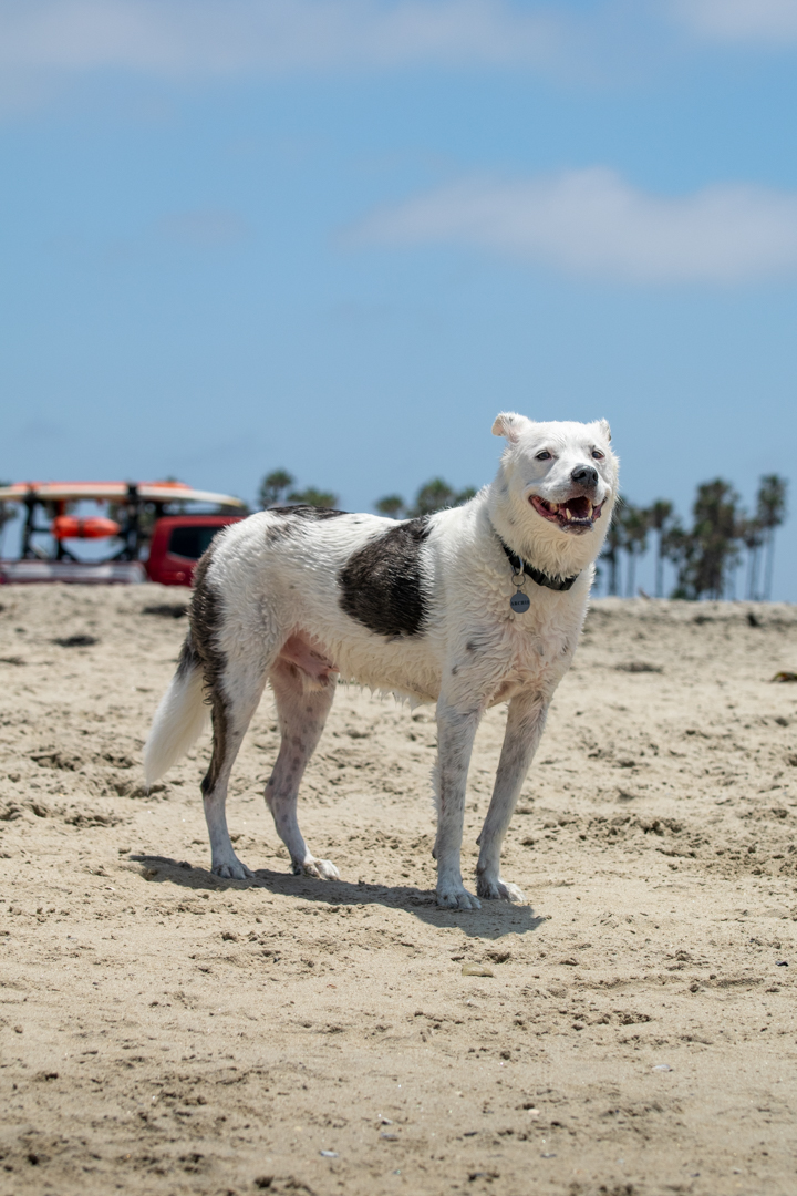 Dog Gone to the Beach Dog Gone to the Beach