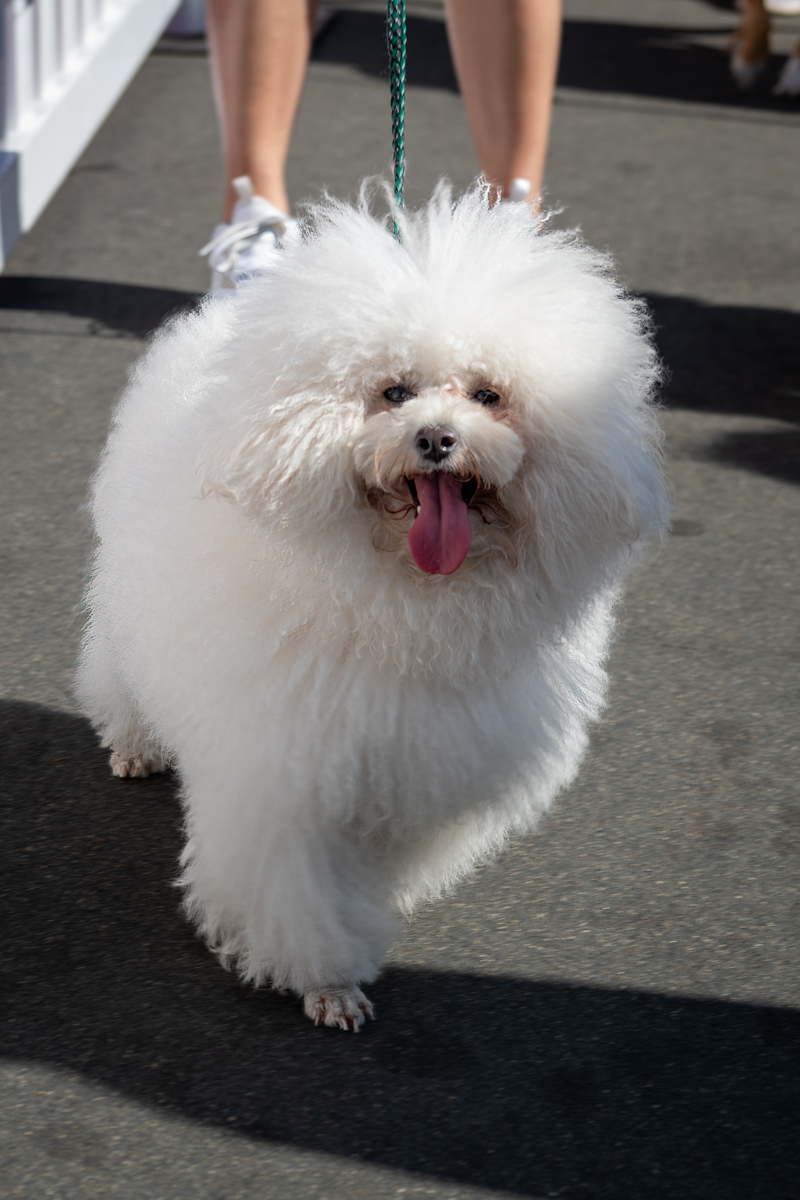 Ocean Beach Day of the Dog 2025