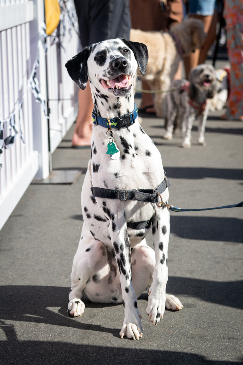 Ocean Beach Day of the Dog 2025