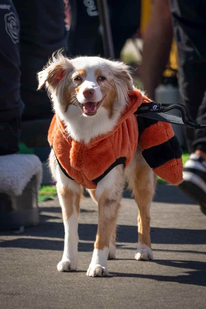 Ocean Beach Day of the Dog 2025