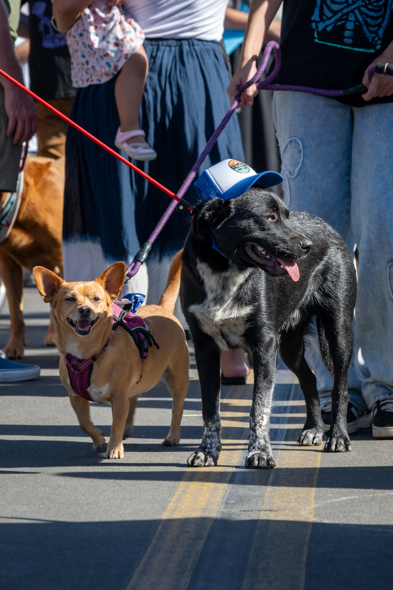 Ocean Beach Day of the Dog 2025