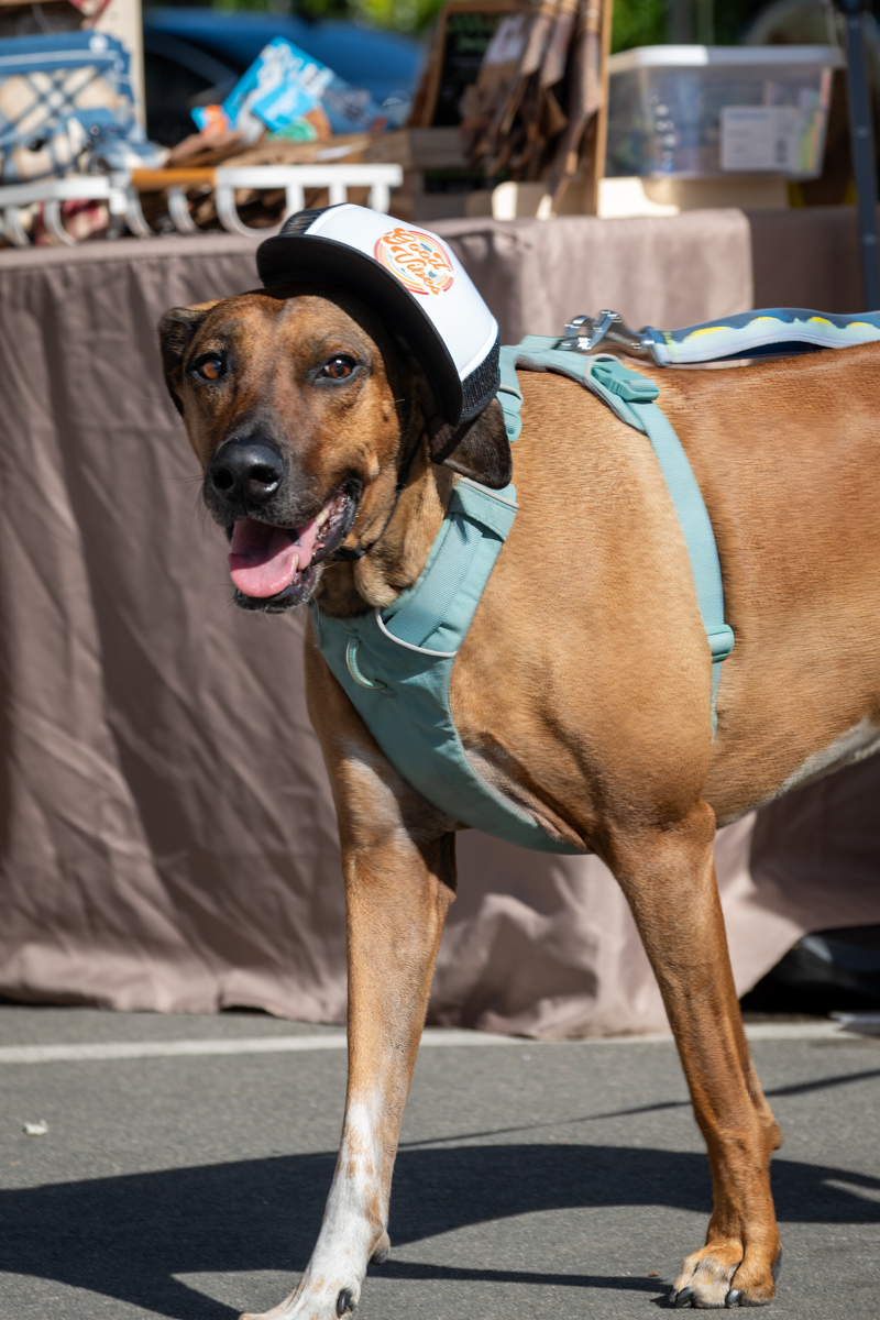 Ocean Beach Day of the Dog 2025