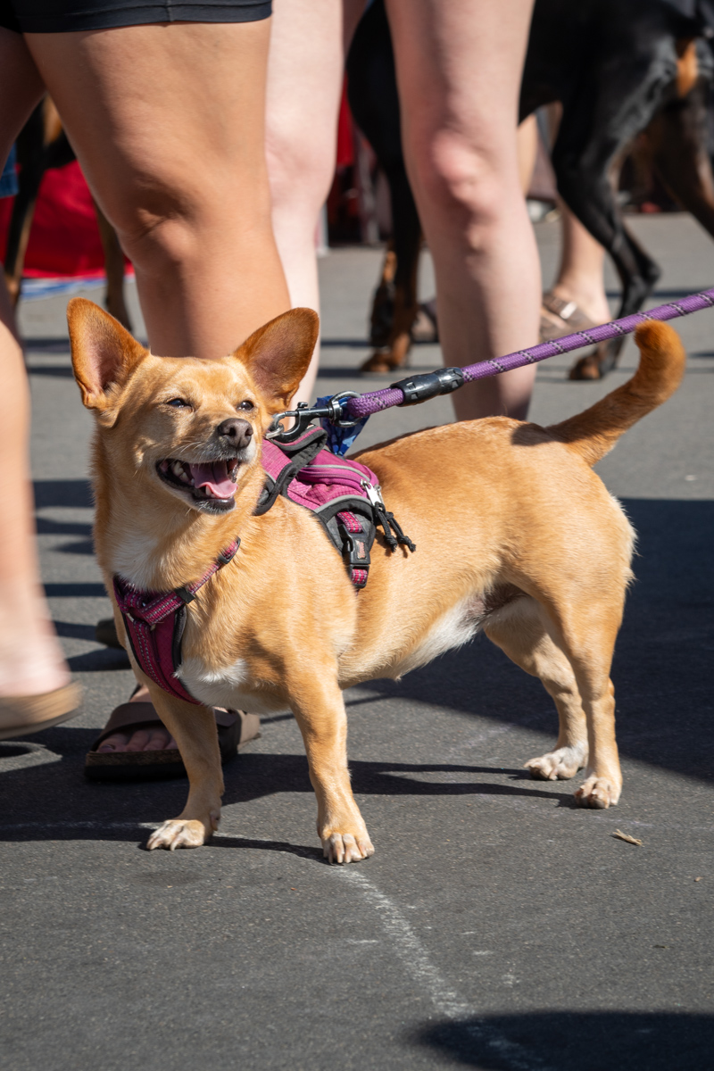 Ocean Beach Day of the Dog 2025