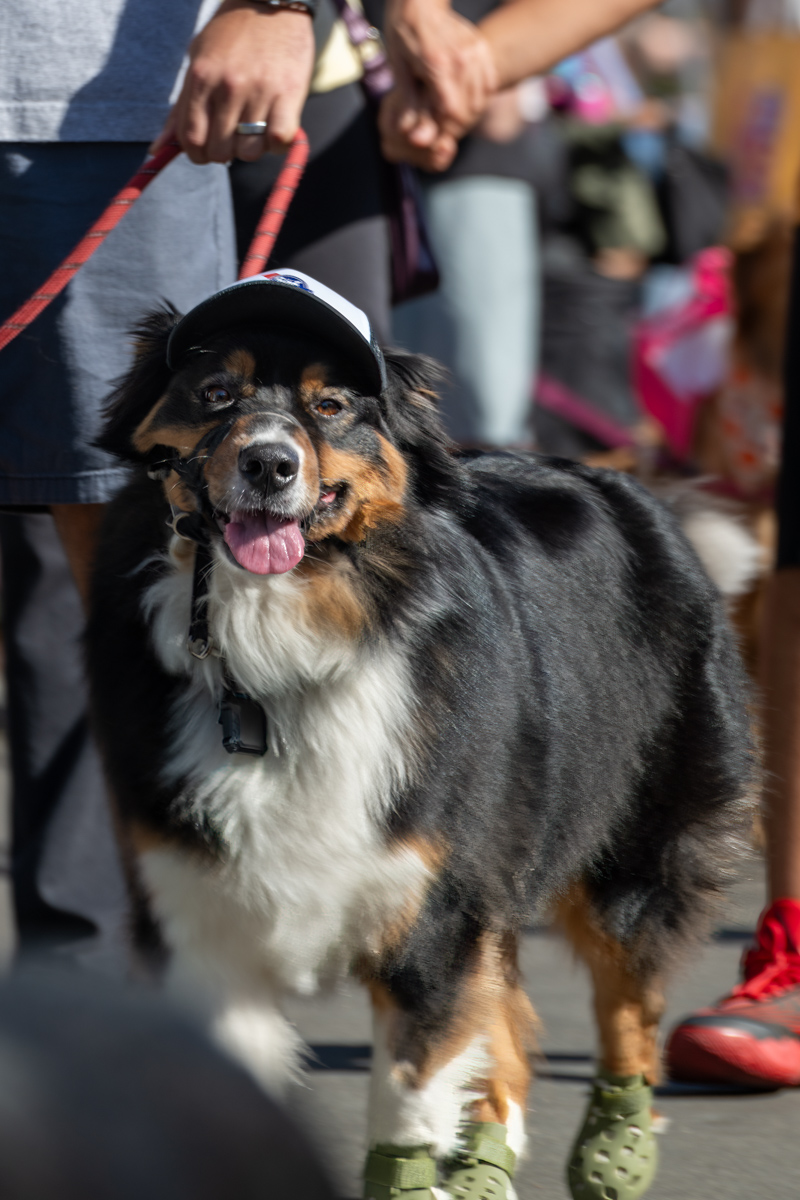 Ocean Beach Day of the Dog 2025