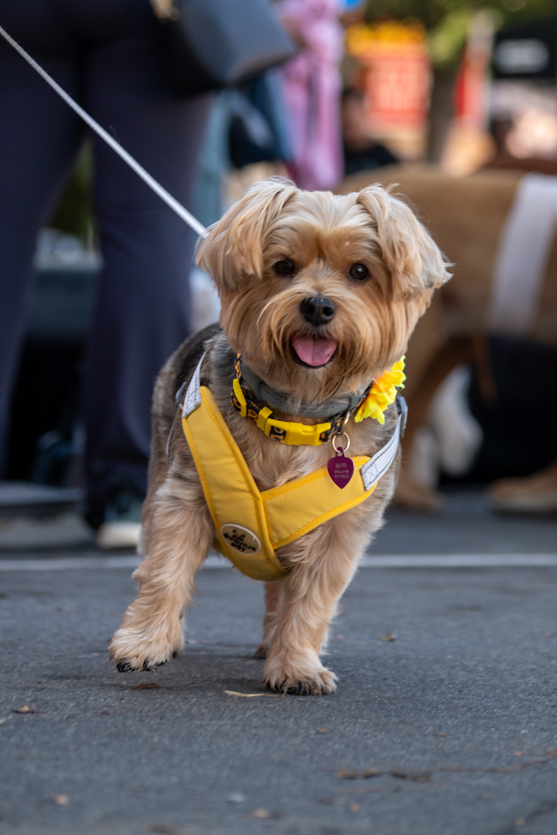 Ocean Beach Day of the Dog 2025