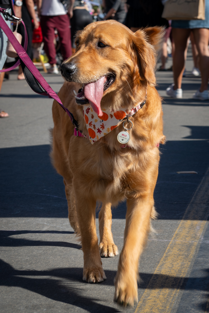 Ocean Beach Day of the Dog 2025