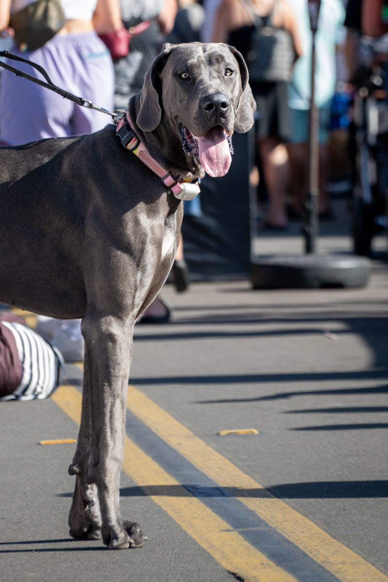 Ocean Beach Day of the Dog 2025
