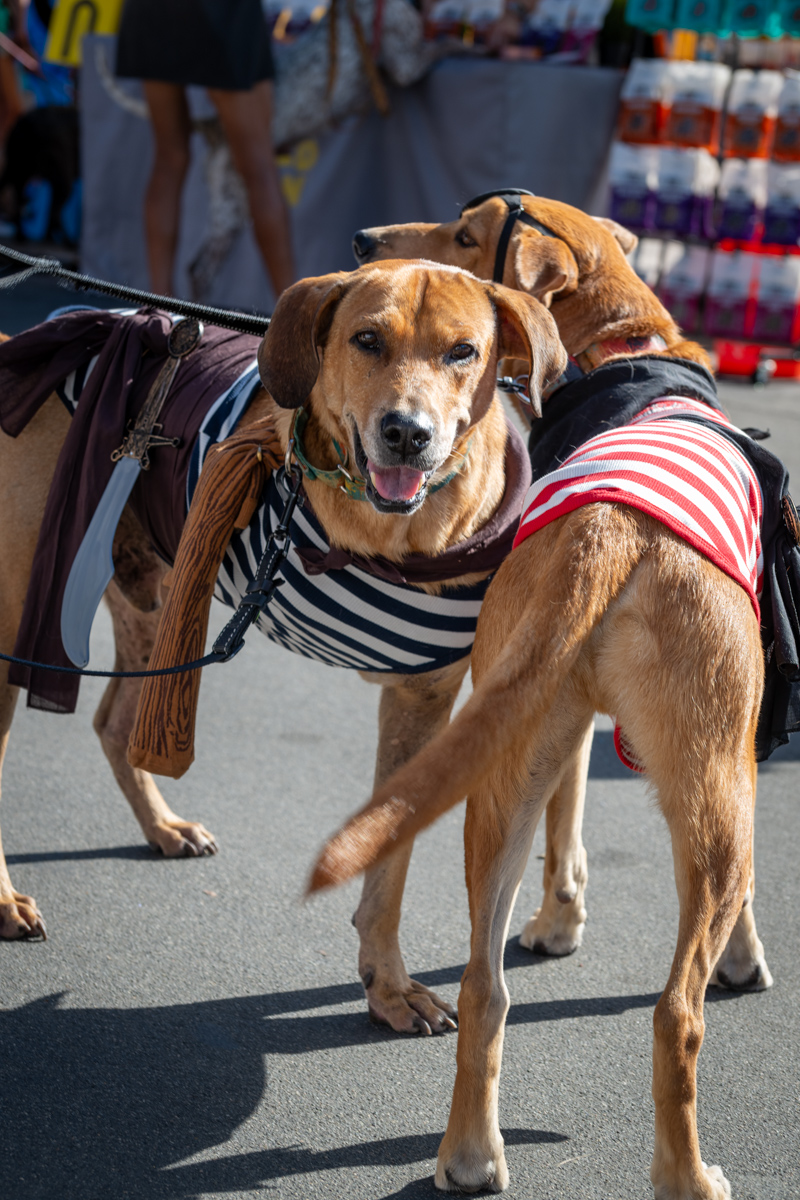 Ocean Beach Day of the Dog 2025