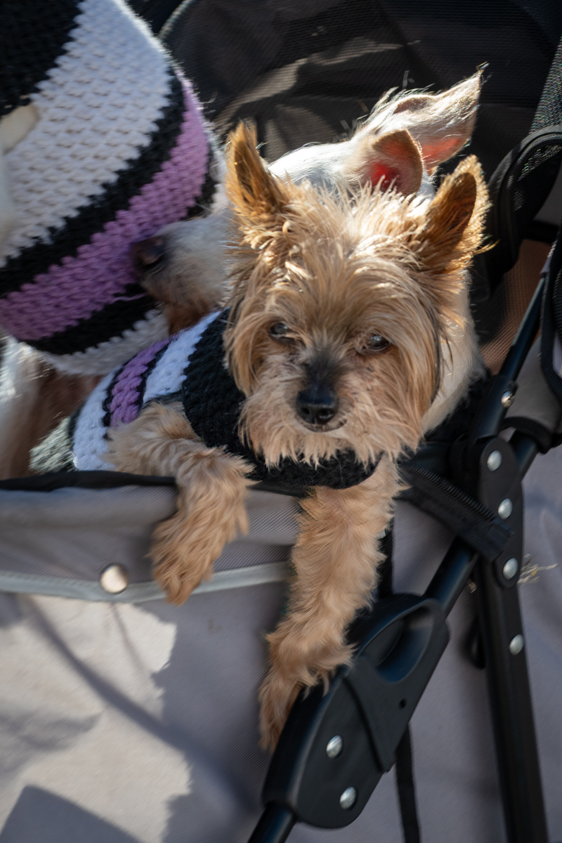 Ocean Beach Day of the Dog 2025