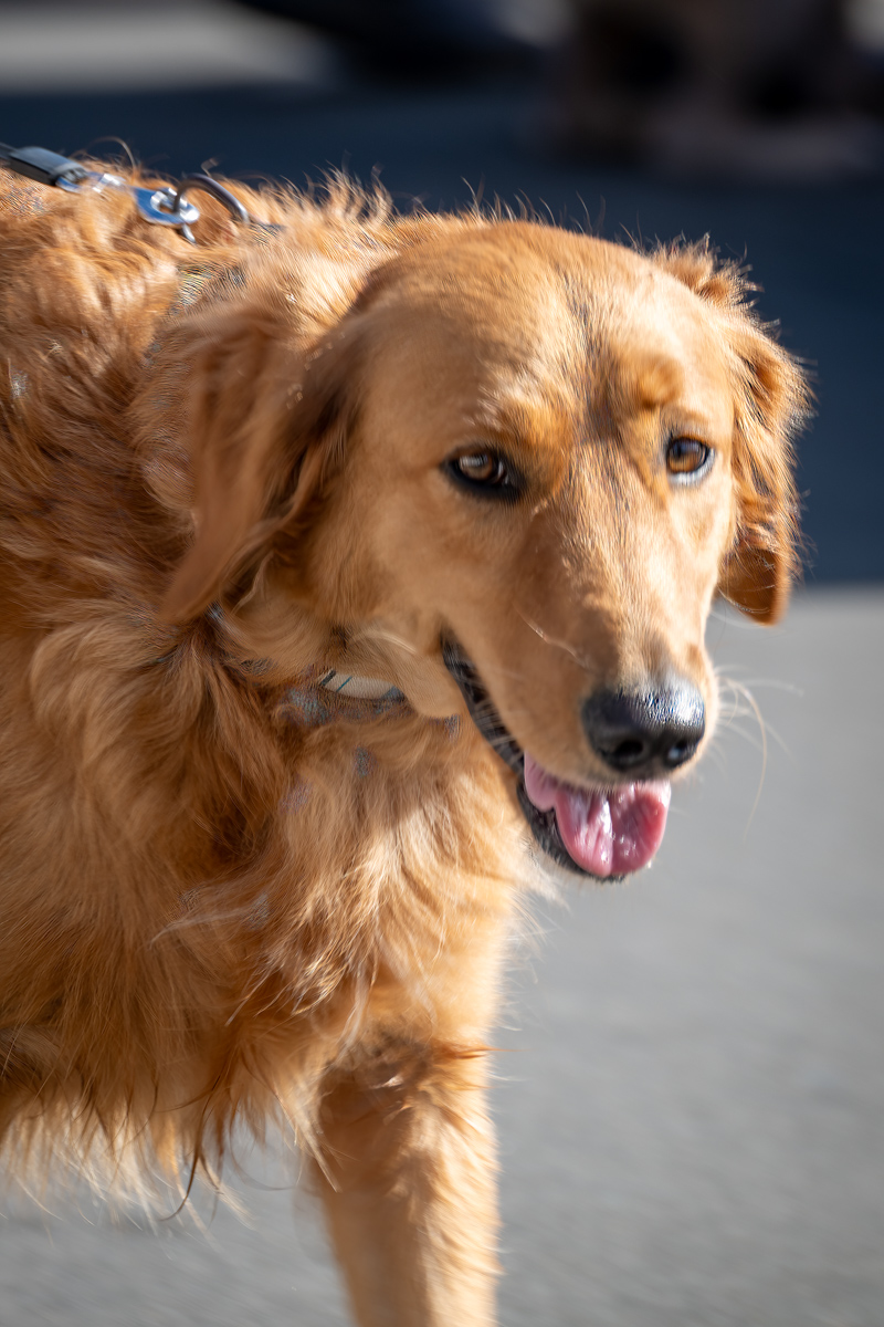 Ocean Beach Day of the Dog 2025