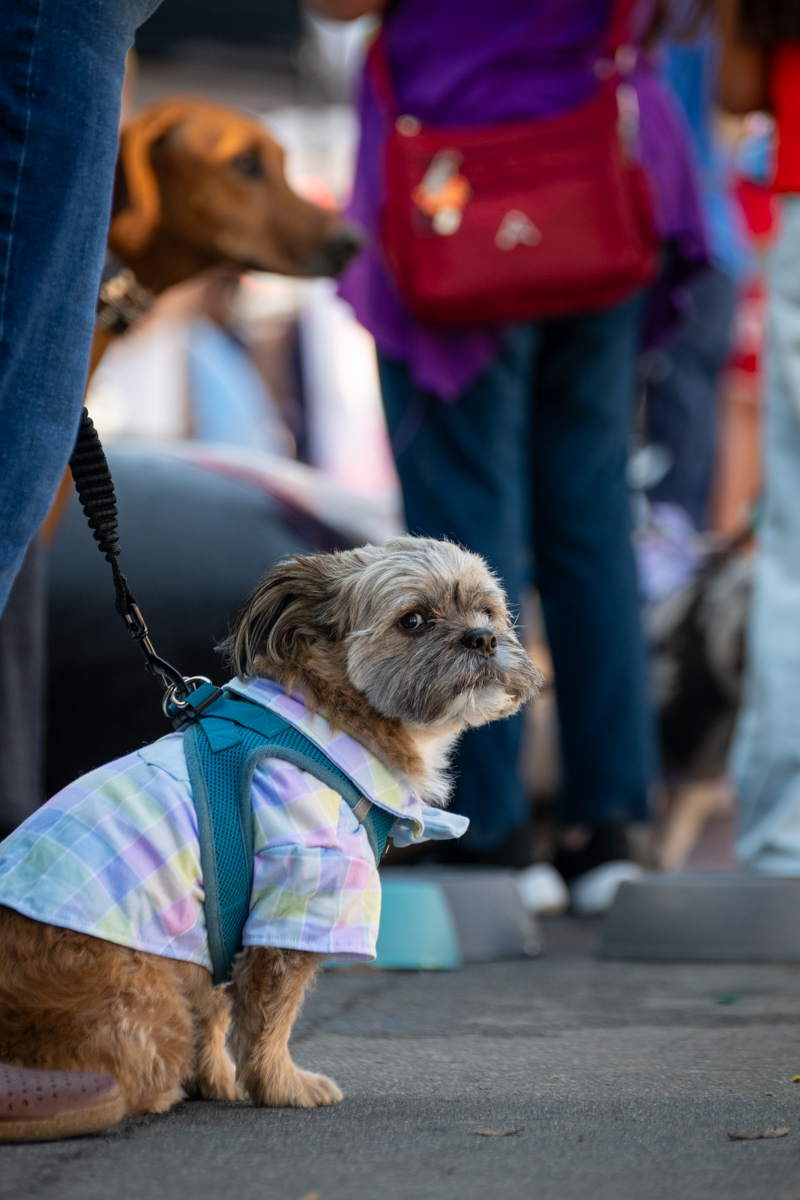 Ocean Beach Day of the Dog 2025