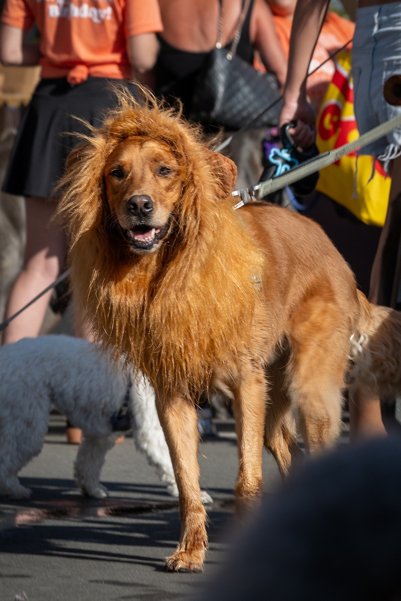 Ocean Beach Day of the Dog 2025