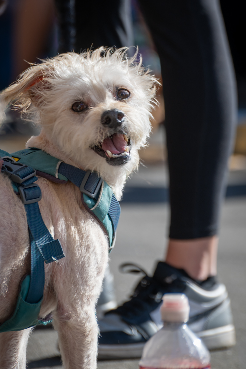 Ocean Beach Day of the Dog 2025