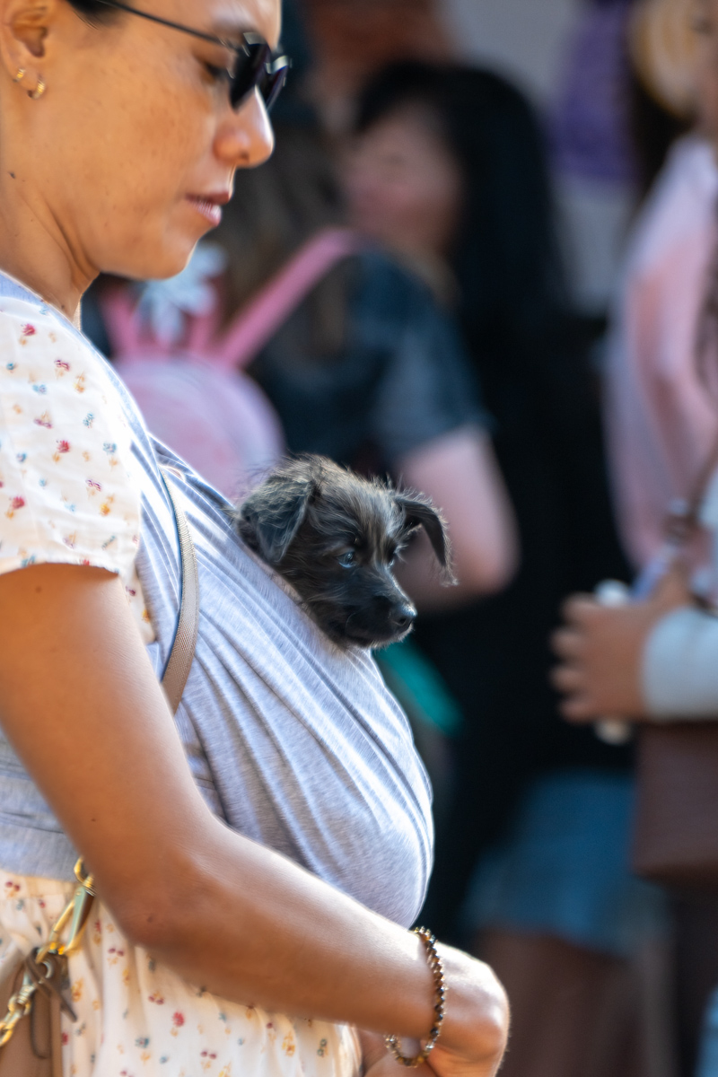Ocean Beach Day of the Dog 2025