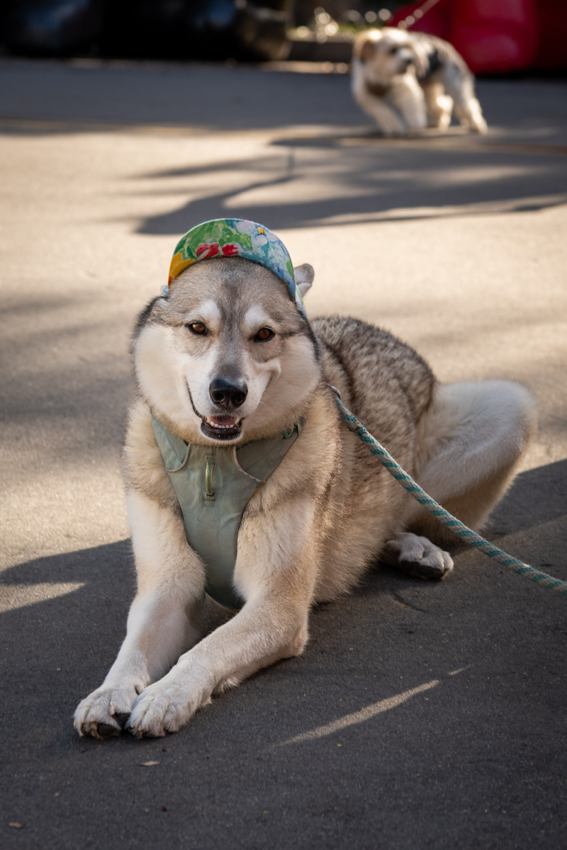 Ocean Beach Day of the Dog 2025